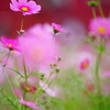 秋桜～国営ひたち海浜公園～