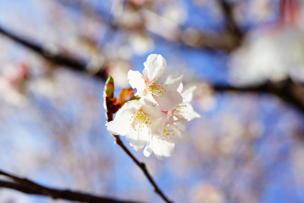 無名 白浜桜の里 2016 2/11 DSC05533