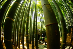 竹林の世界～報国寺～⑩