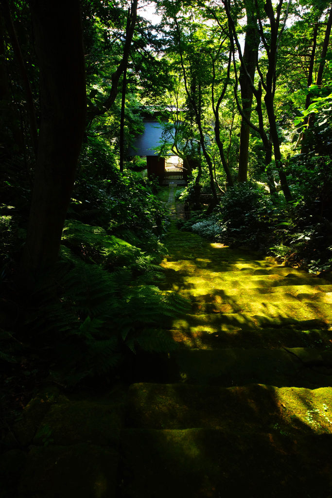 神秘的な苔寺～妙法寺～⑬