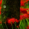 巾着田の主役　DSC00632