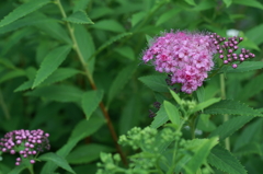 鎌倉　長谷にて①PICT1999