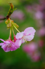 伊豆土肥 白浜桜の里 2016 2/11 DSC05604