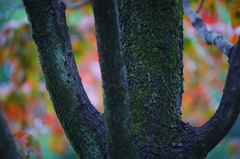 小さい秋 ぶら散歩 昭和記念公園 2015 10/10 DSC07886