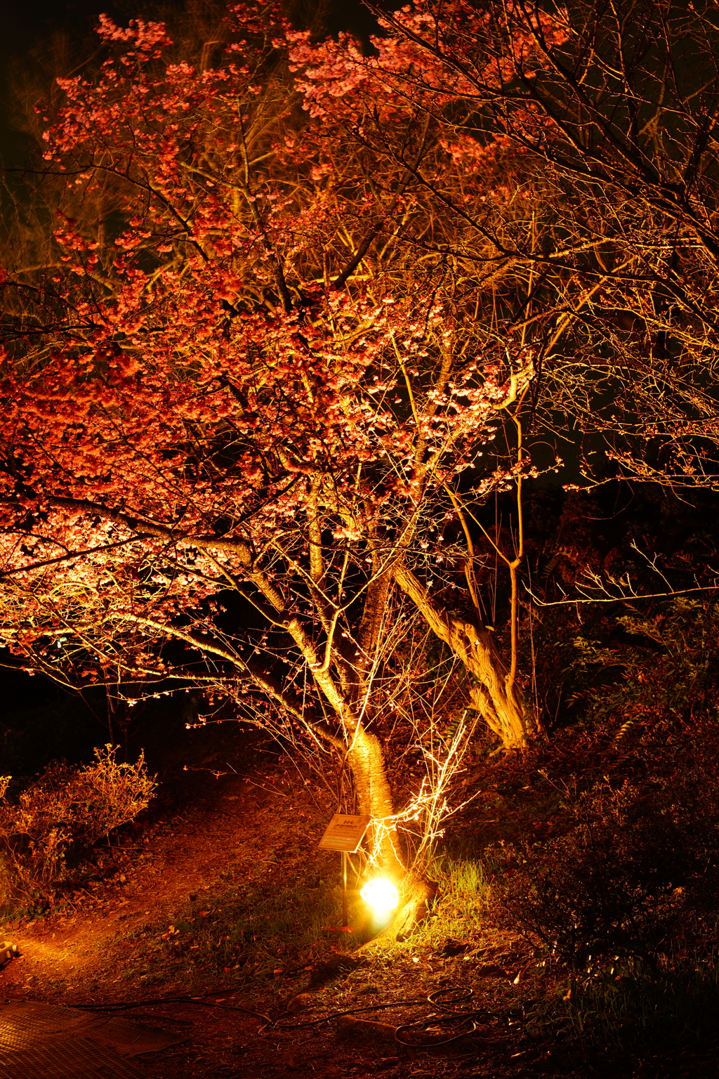 夜桜（おかめ桜） フラワーセンター 2016 3/5 DSC06696