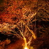 夜桜（おかめ桜） フラワーセンター 2016 3/5 DSC06696