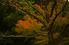 小さい秋 ぶら散歩 昭和記念公園 2015 10/10 DSC07929