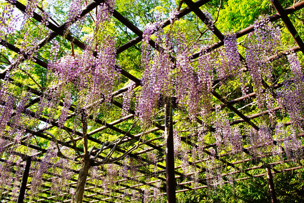 まだ一年目の藤棚…これからもっと沢山の花をよろしくね