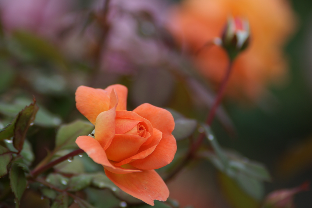 雨上がりの花菜ガーデンにて 6/27 DSC01565