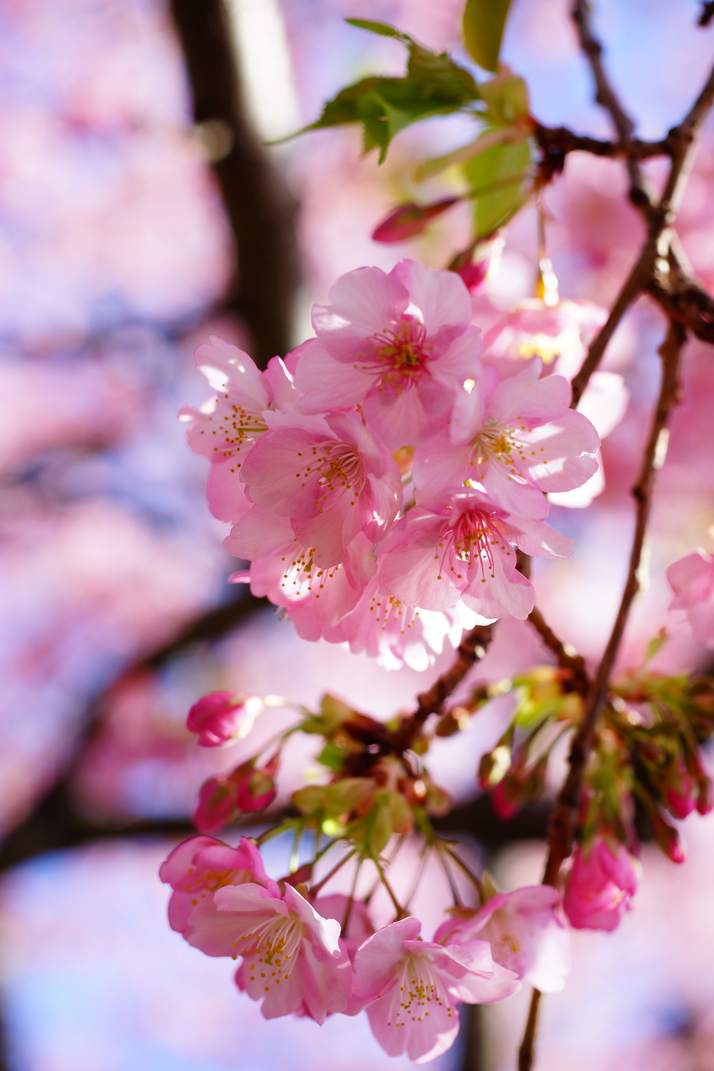 河津桜まつり 2016 2/21 DSC06079