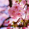 河津桜まつり 2016 2/21 DSC06079