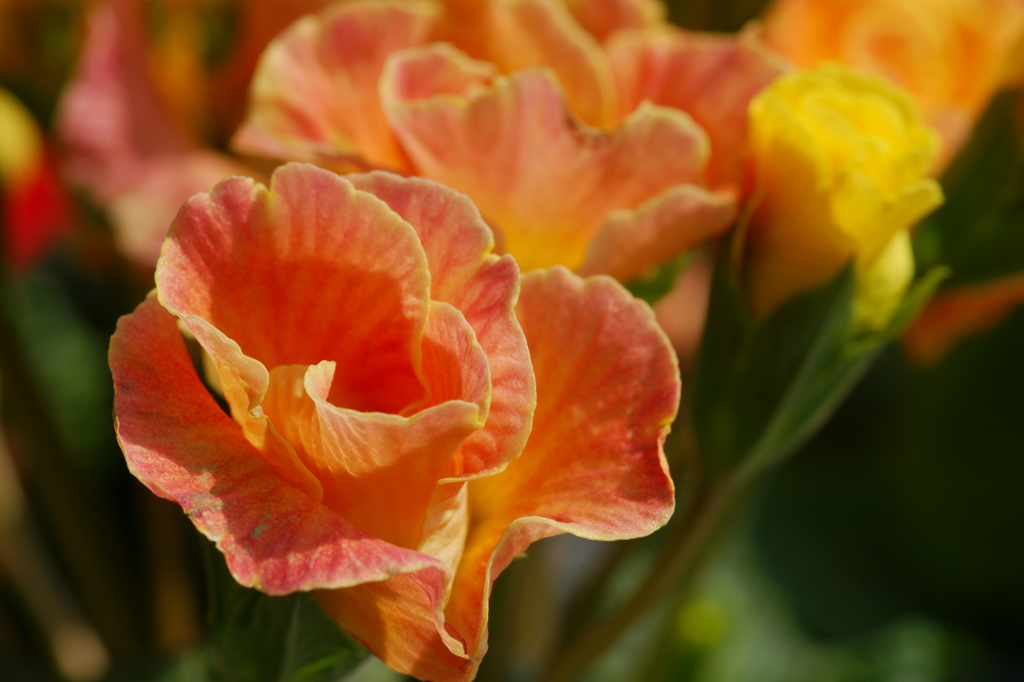 カラフルなやつら あさつゆ広場 2016 3/5 DSC03686