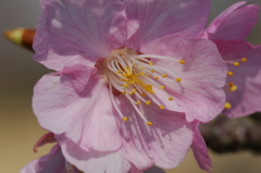 チューリップ 花菜ガーデン 2016 3/5 DSC03601