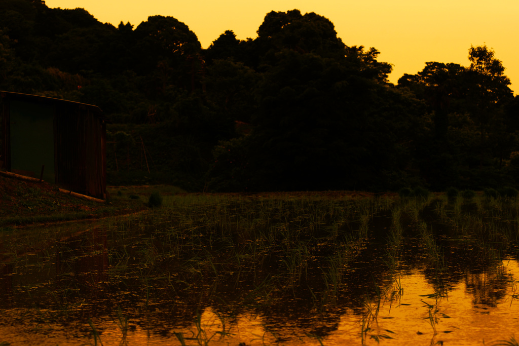 湘南の棚田で観た夕景 ⑦