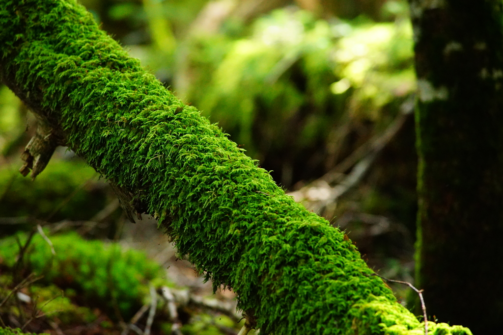 白駒の苔の森 2016 8/17 DSC07492