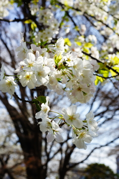皇居東御苑 2016 3/27 DSC07075