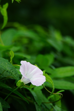 朝顔 朝ぶら 2016 7/3 DSC05181