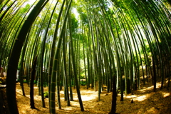 竹林の世界～報国寺～⑦