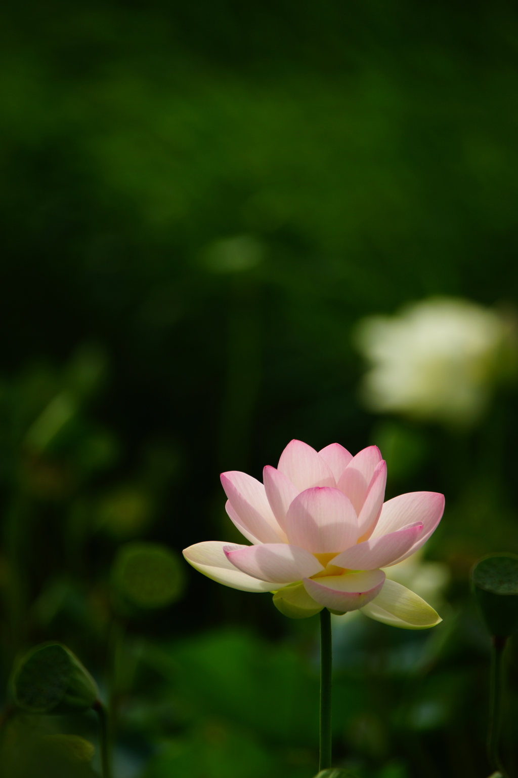 舞妃蓮 朝ぶら 2016 7/3  DSC05264
