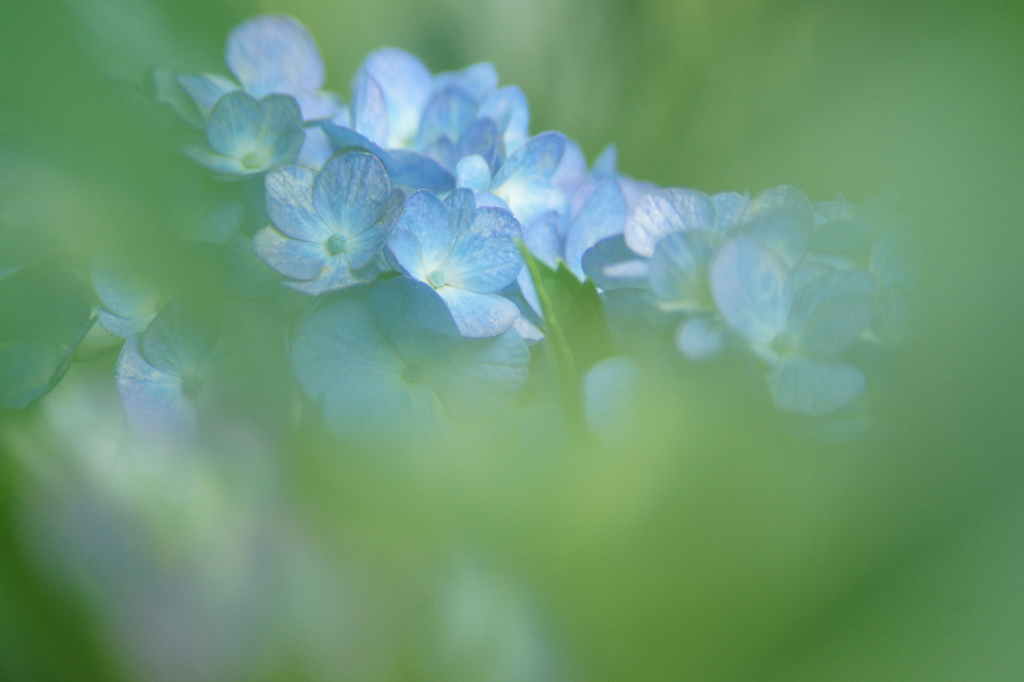 横須賀菖蒲園にて 6/6 DSC01001