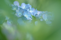 横須賀菖蒲園にて 6/6 DSC01001