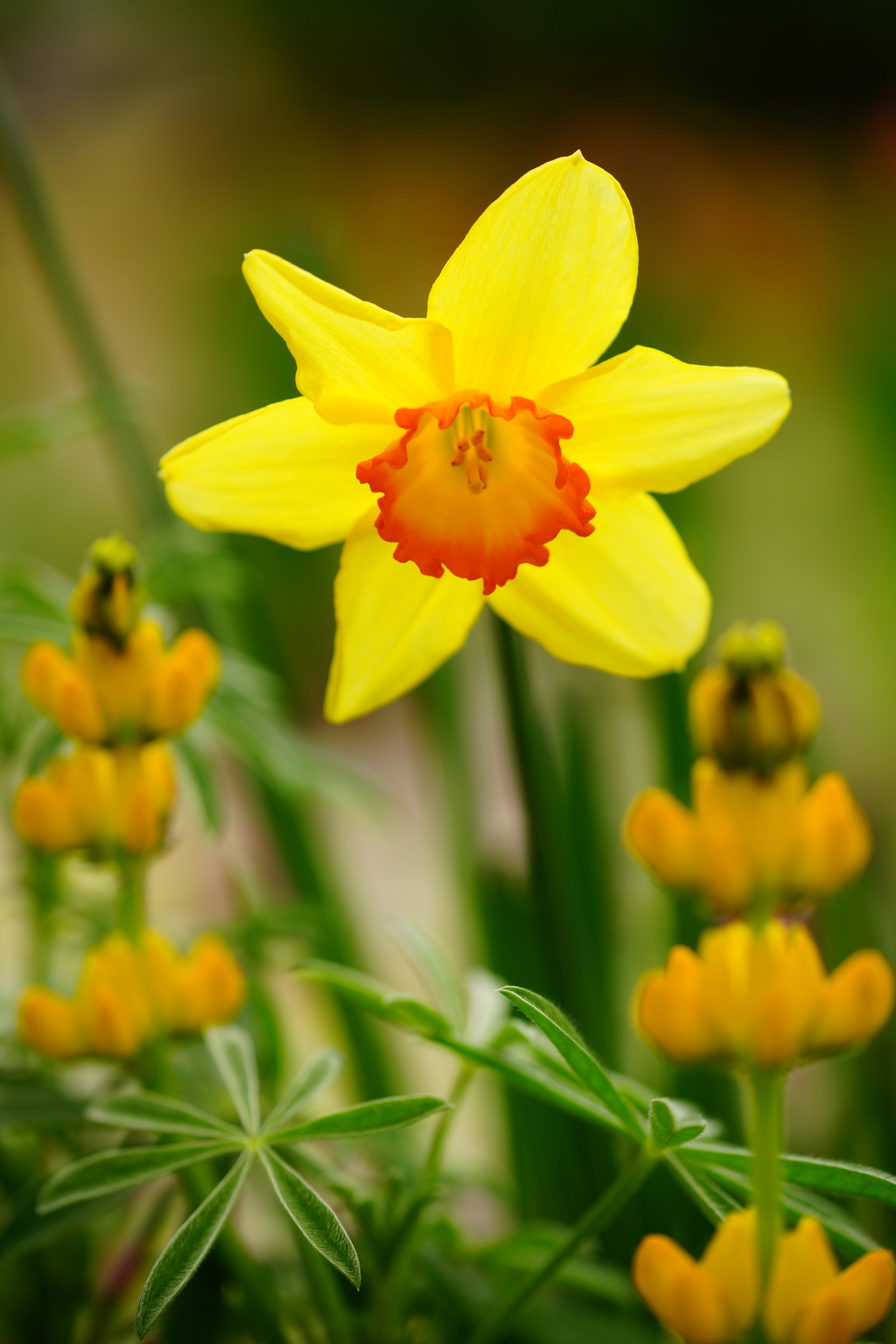 ビタミンカラーの水仙 ②