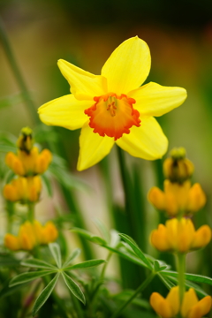 ビタミンカラーの水仙 ②
