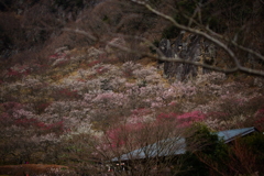 湯河原梅林の春景～春一番が吹いた後で～