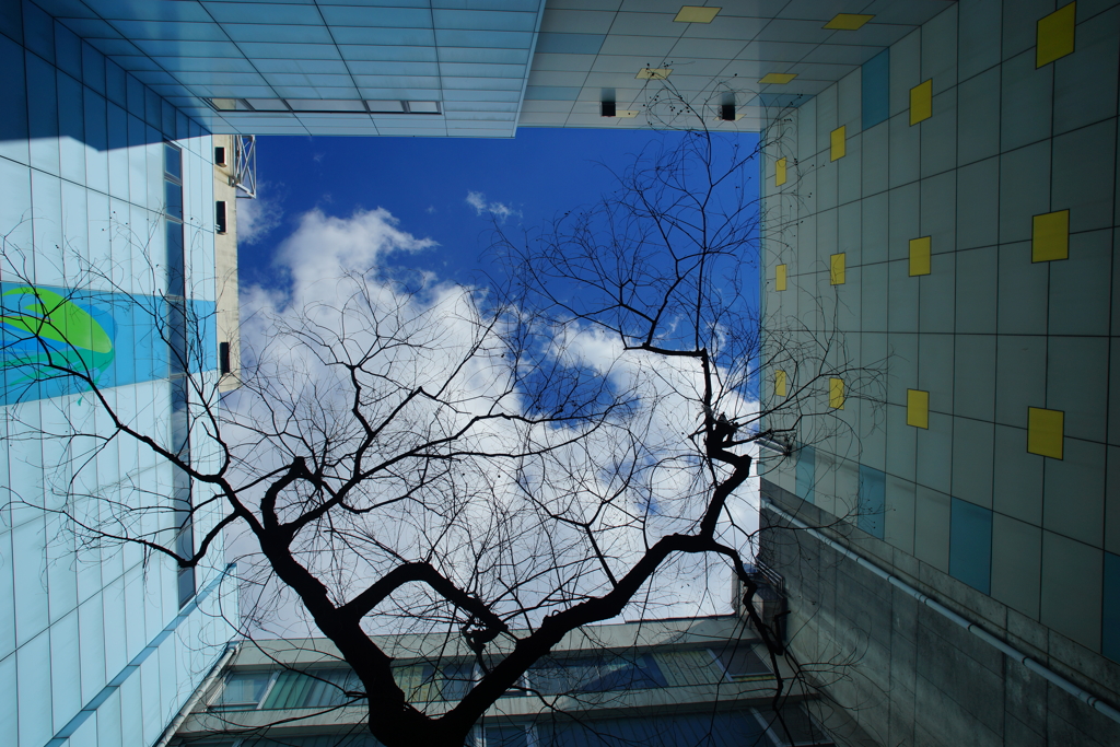 桜の木と冬の蒼空を見上げる...