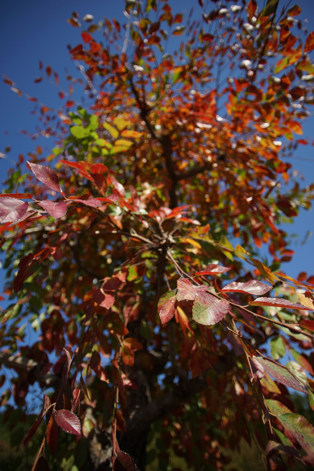 ぶら散歩 神奈川県立あいかわ公園 2015 11/3 DSC01060