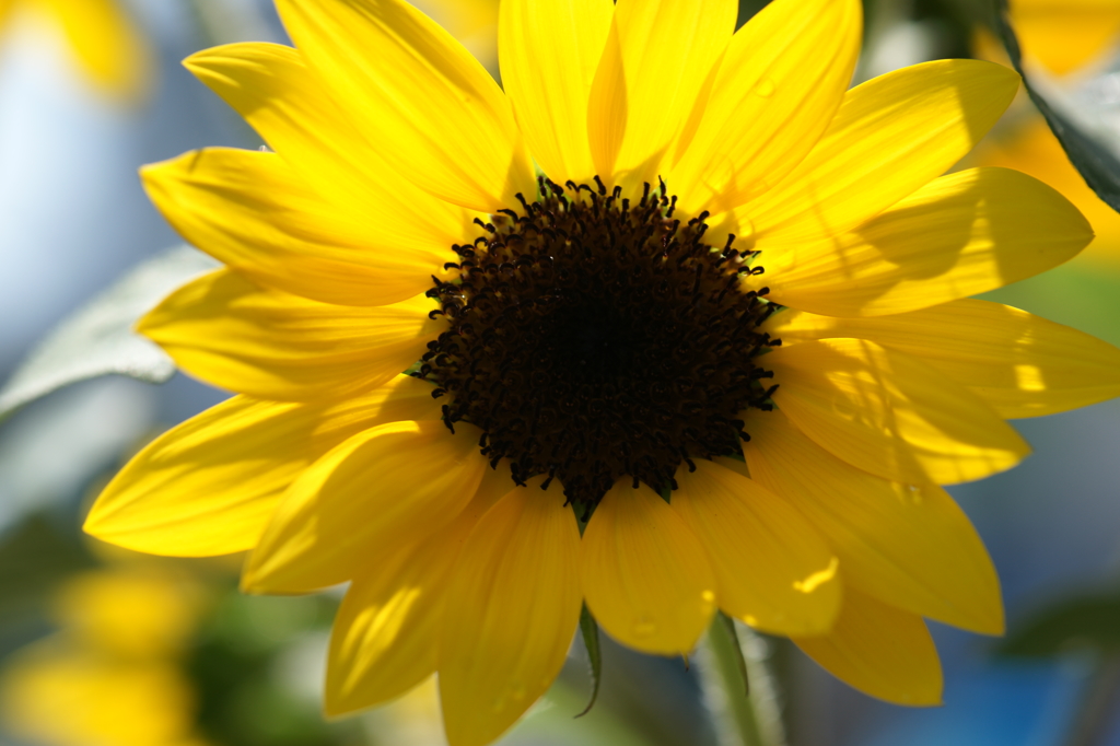 ぶら散歩 腰越 7/27 DSC04014