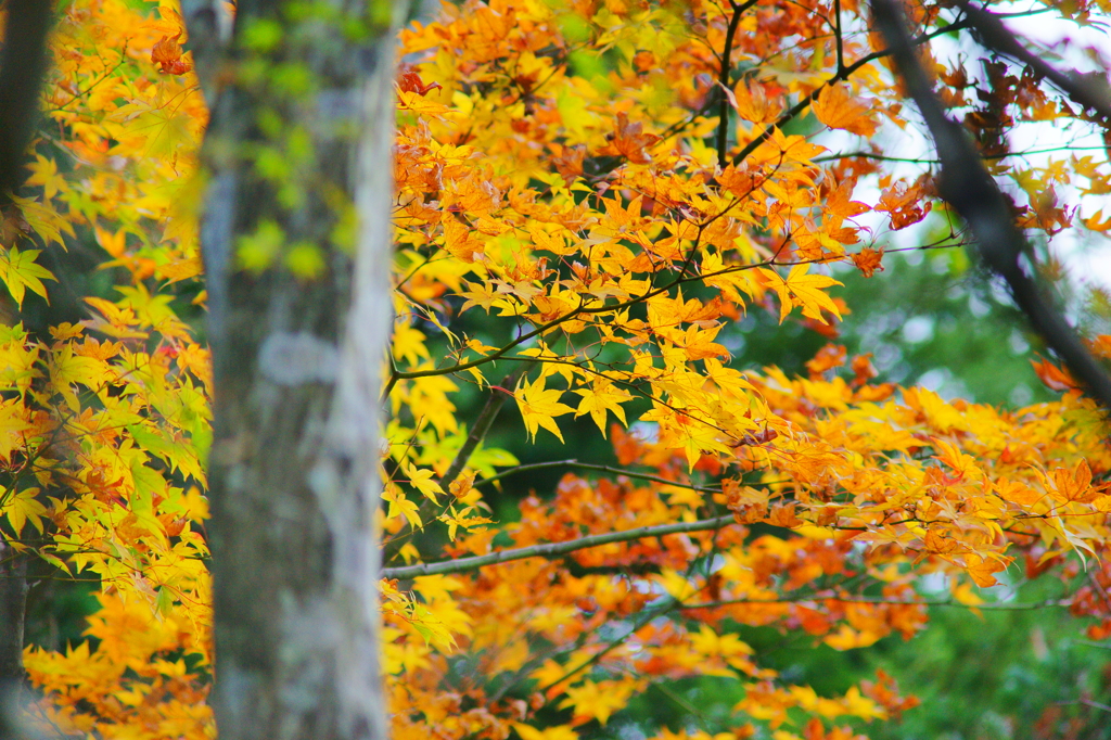 ちょっぴり紅葉狩り ぶら散歩 箱根 2015 10/31 DSC09277