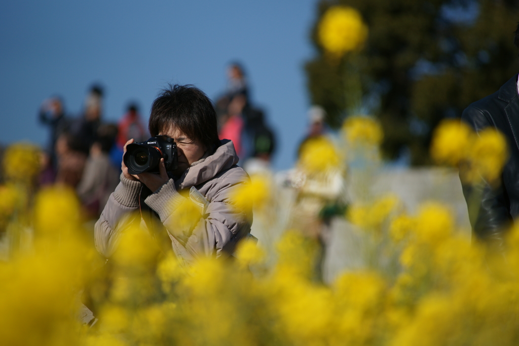 吾妻山 菜の花 ウォッチング 2016 1/9 DSC02086