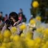 吾妻山 菜の花 ウォッチング 2016 1/9 DSC02086