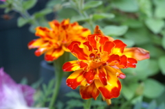 途中下車のぶら散歩 6/3 ④ PICT2741