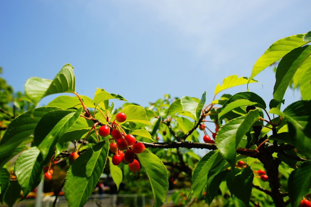 玉縄桜のサクランボ