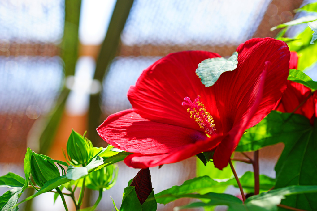 タイタンビカス ④