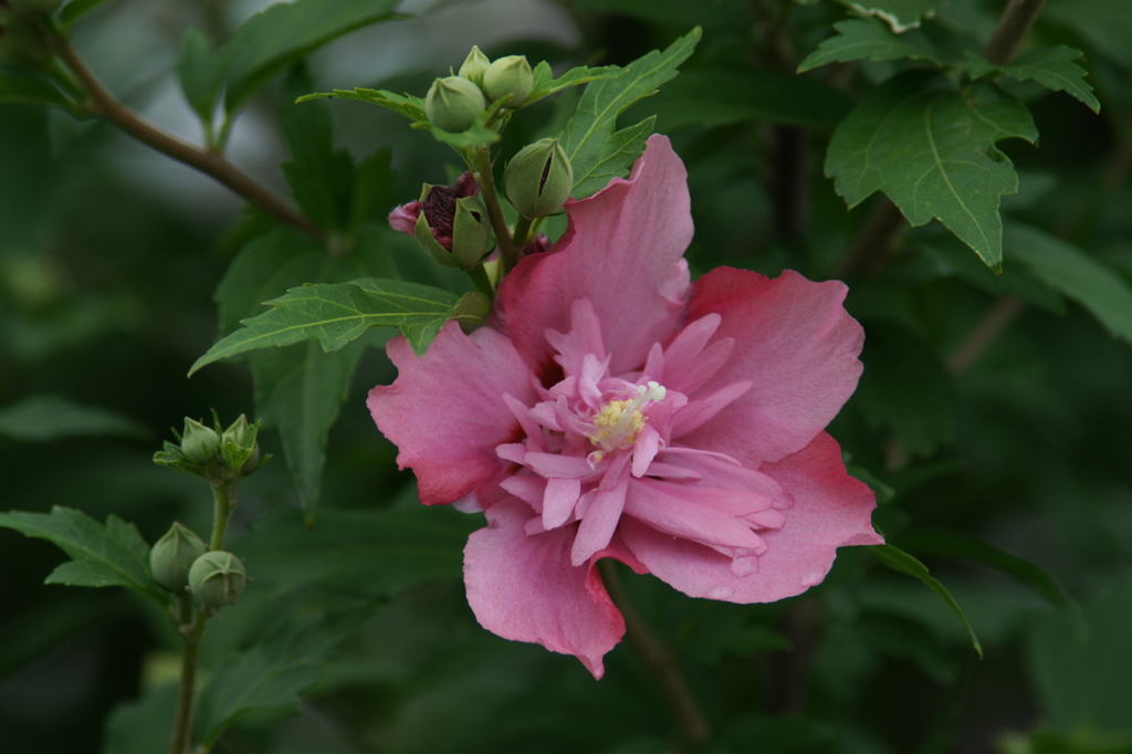 雨上がりの花菜ガーデンにて 6/27 DSC01774