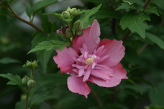 雨上がりの花菜ガーデンにて 6/27 DSC01774