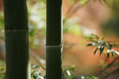ぶら散歩 神奈川県立あいかわ公園 2015 11/3 DSC09783