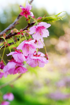 伊豆土肥 白浜桜の里 2016 2/11 DSC05621