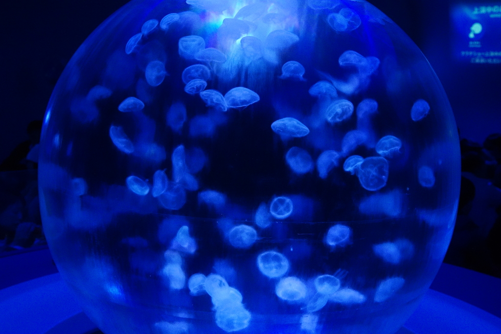 ナイトワンダーアクアリウム2016～月光に漂う水族館～⑨