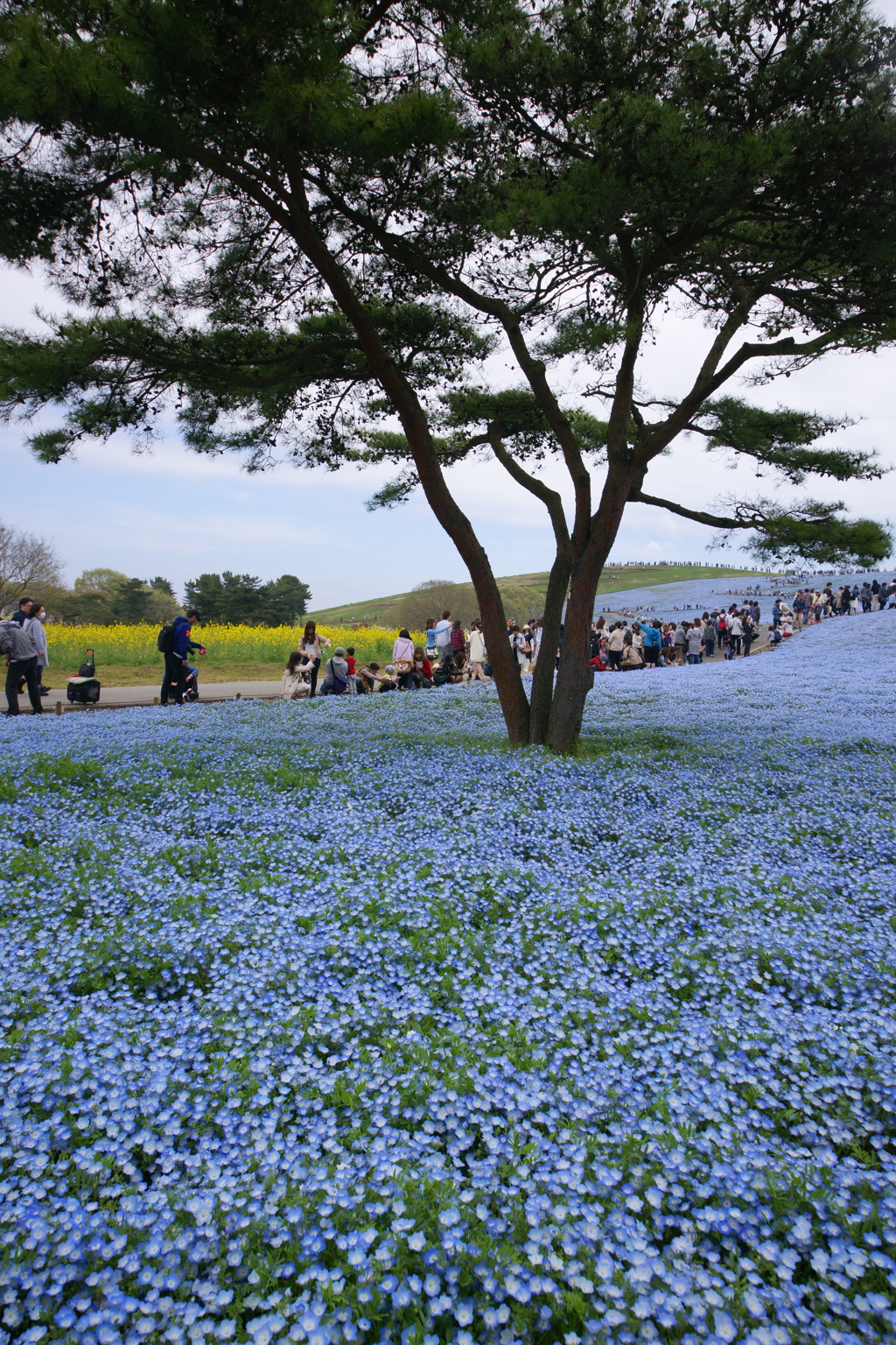 いざ、国営ひたち海浜公園 2016 4/23 DSC05489