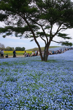 いざ、国営ひたち海浜公園 2016 4/23 DSC05489