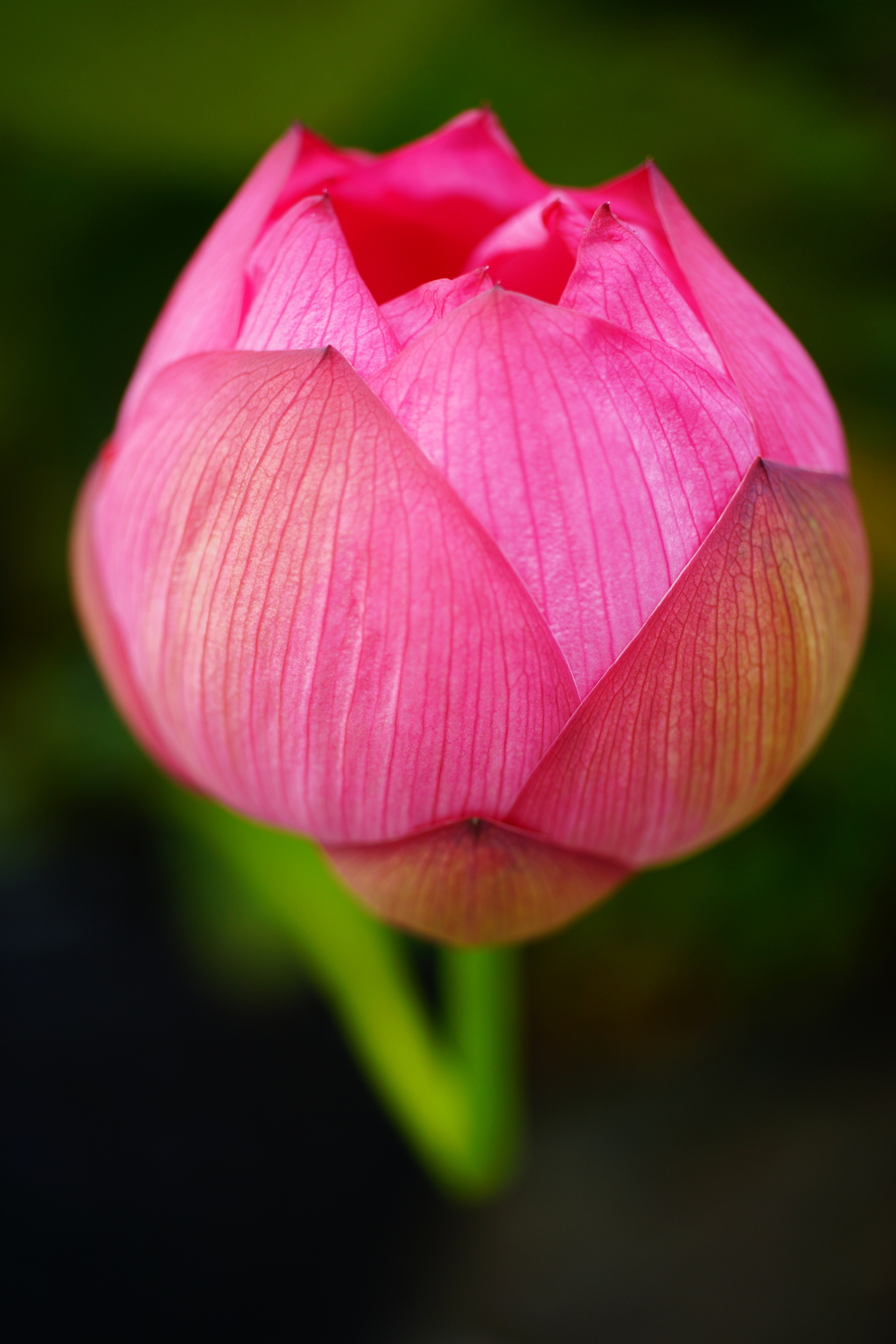 極楽の花開く季節 ⑤