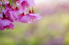伊豆土肥 白浜桜の里 2016 2/11 DSC05616
