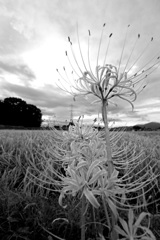 風は秋色に～曼珠沙華咲く田園風景～