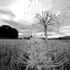風は秋色に～曼珠沙華咲く田園風景～