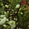 ボケ 雨の普門寺 20160319 DSC_2361
