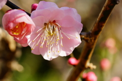 立春の常立寺～梅～